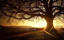landscapes nature trees 1900x1200 wallpaper 
